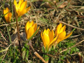 Crocus angustifoliusGoudlakense krokus bestellen